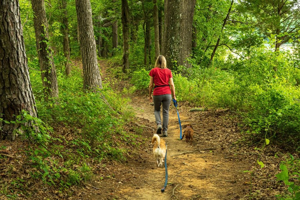 Grundlæggende Hundetræning - Vejen til et Harmonisk Samvær med Din Hund